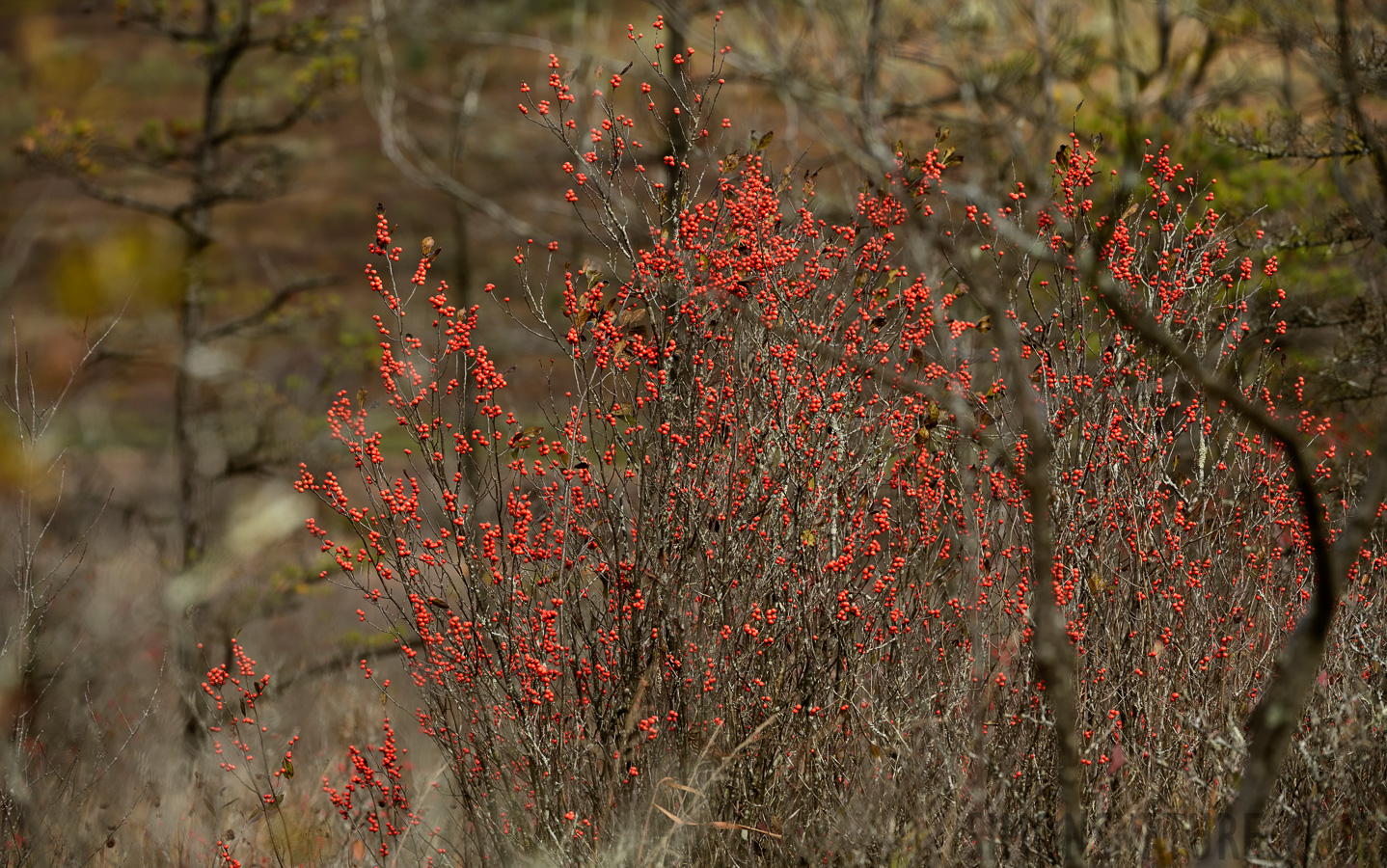 West Virginia [260 mm, 1/400 sec at f / 8.0, ISO 500]